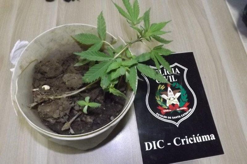 Foto: DIC Criciúma/Divulgação
