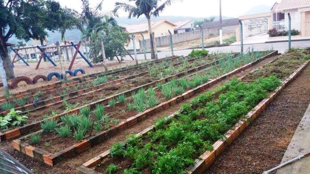 Horta escolar permite que alunos acompanhem todo processo de cultivo, em São Ludgero