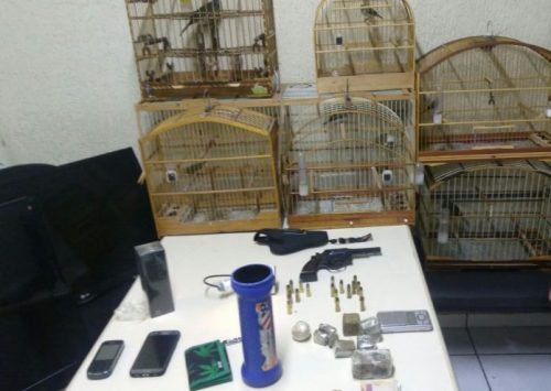 Arma, munições, maconha e pássaros são apreendidos com traficante, em Criciúma