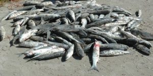 Pescador sem licença é flagrado com 1,2 tonelada de tainha em Garopaba