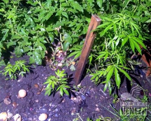 Após publicar fotos da “horta” no Facebook, jovem é preso por cultivar maconha no quintal