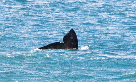 Baleias francas são avistadas na região