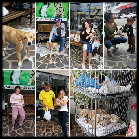 Voluntários lançam projeto para viabilizar castração de animais de rua, em Braço do Norte
