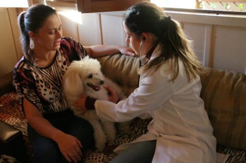 Atendimento veterinário domiciliar traz comodidade e conforto para os animais e o dono
