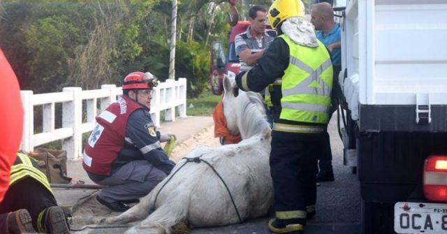 Cavalo é sacrificado após prender pata em ponte, em Jaguaruna