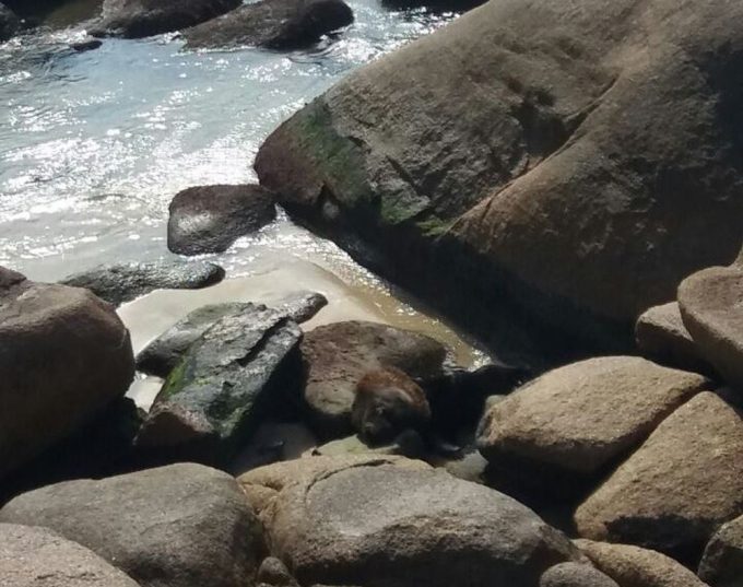 Leão-marinho é visto por surfistas na praia da Galheta, em Florianópolis