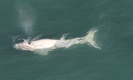 Empresário de Tubarão registra encontro com baleias