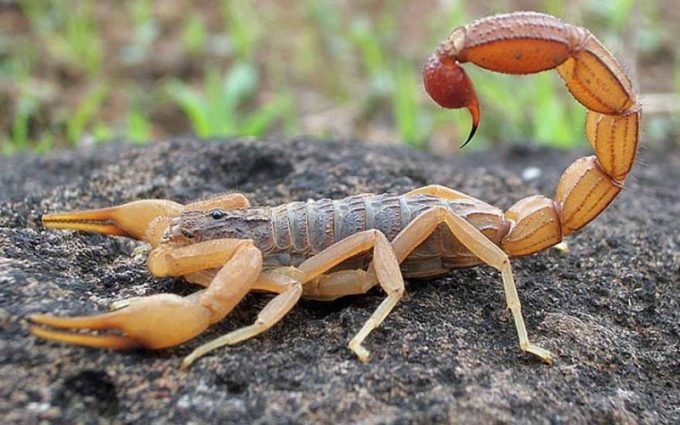 Maracajá tem registro de escorpiões e faz alerta