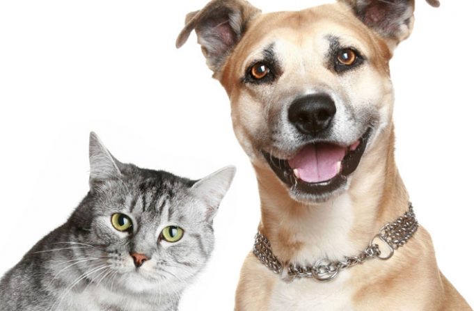 Prefeitura de Orleans e Unibave realizarão castração gratuita de cães e gatos