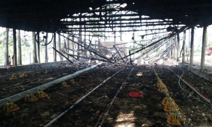 Avicultor de Urussanga tem prejuízo de R$ 60 mil após incêndio