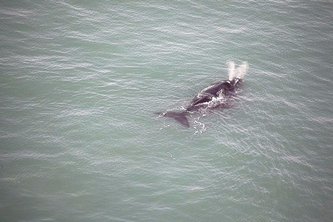 Sobrevoo registra aumento na concentração de baleias na APA da Baleia Franca
