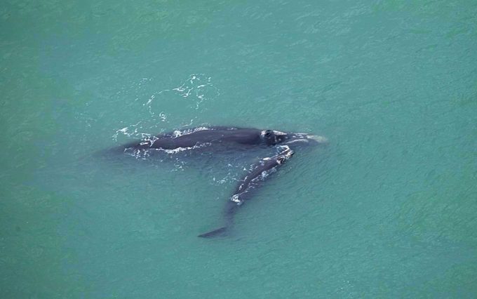 Sobrevoo registra aumento na concentração de baleias na APA da Baleia Franca