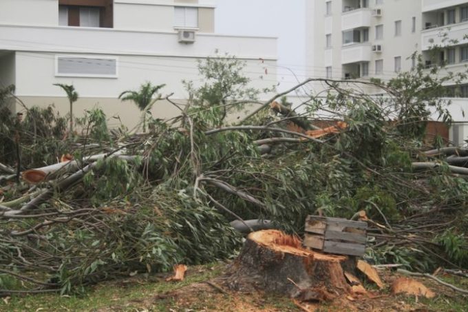 Corte de árvores no Paço Municipal de Criciúma causa indignação