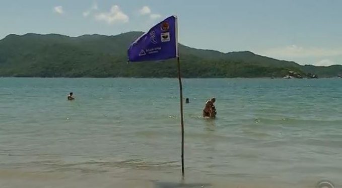 Bandeira lilás indica presença de água-viva nas praias de Santa Catarina
