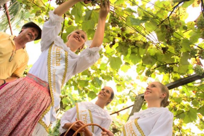 Vindima enaltecerá 120 anos do cultivo da uva Goethe na região