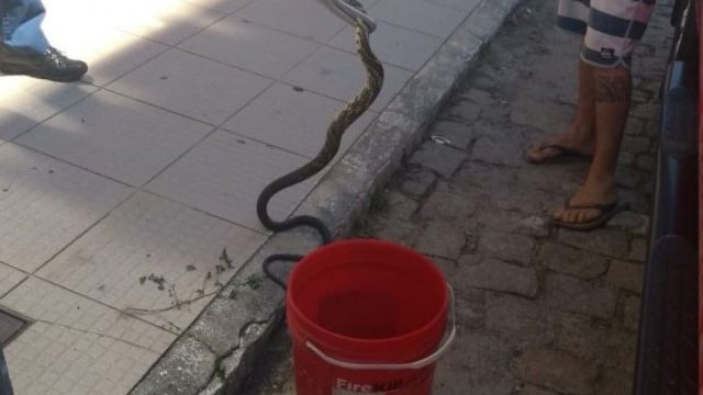 Serpente assusta moradores de Siderópolis
