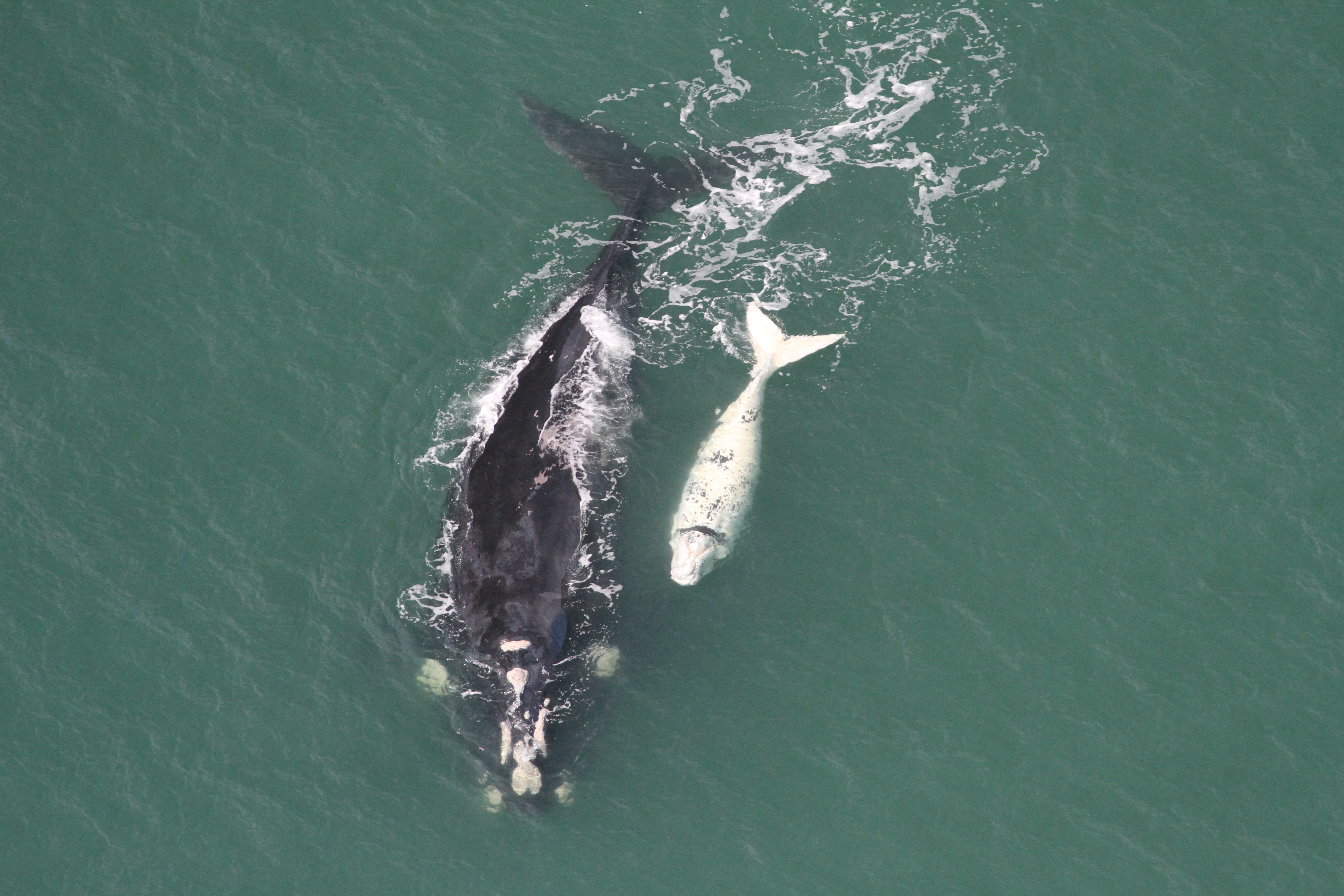 Segue emperrado o turismo de observação de baleias em SC