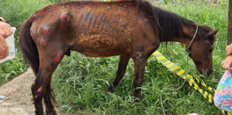 Prefeitura Municipal de Vila Velha: Operação Cavalo de Tróia resgata  animais sob maus tratos na Região 5